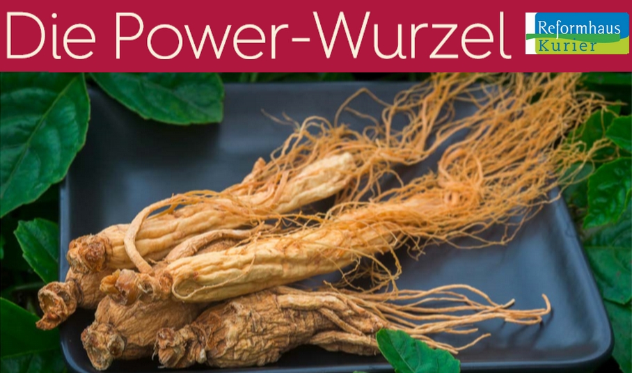 KGV Roter Ginseng die Power-Wurzel